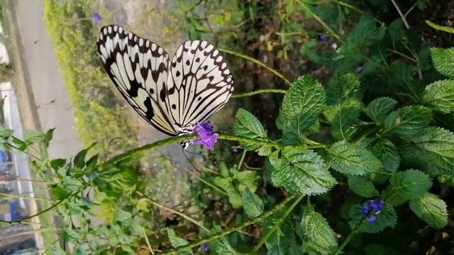 Butterfly fly Idea leuconoe clara 大白斑蝶 смотреть онлайн