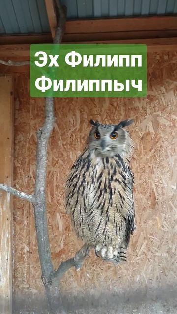 Эх Филипп Филиппыч... #ФилиппФилиппыч #owl #nature #animals #филин #сова #природа #животные #video смотреть онлайн