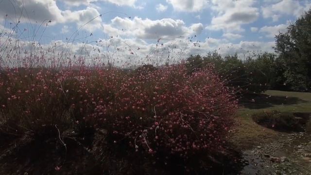 La Gaura BotanicalDryGarden смотреть онлайн