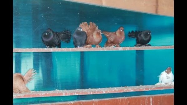 Голуби Белецкого И  В