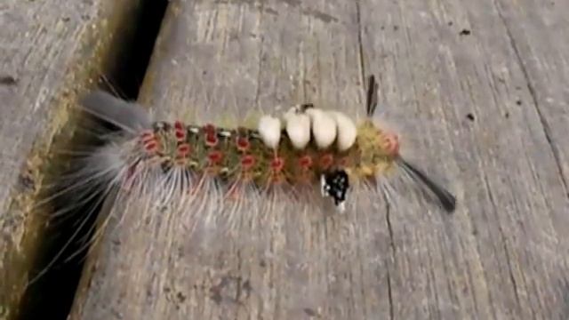 Tussock Moth Caterpillar of Taiwan .... ... .. 烏來區 Orgyia antiqua смотреть онлайн