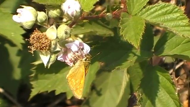Ochlodes sylvanus groot dikkopje смотреть онлайн