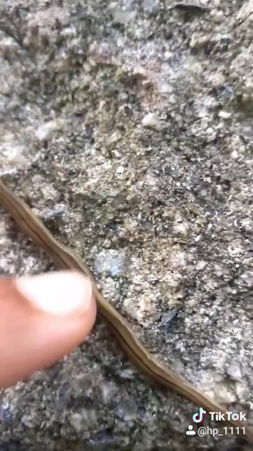 Hammerhead Worm - Maryland 06012019 смотреть онлайн