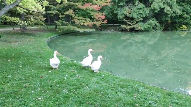 Шлоссгартен - Гуси 3 шт. 24.September 2023 смотреть онлайн