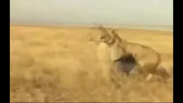 Wild boar defeated the lion Дикий кабан победил льва смотреть онлайн