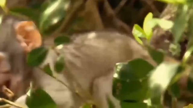 Pitiful Face by Leopard | Baboon revenge unite to save fellow | Animals Fight Attack смотреть онлайн