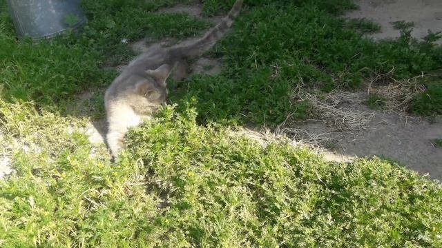 Кошка играет с мишкой))))) смотреть онлайн