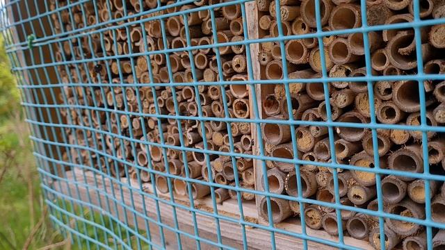 OSMIA cornuta Mason Bee Garden buzzz Zora's BEEES смотреть онлайн