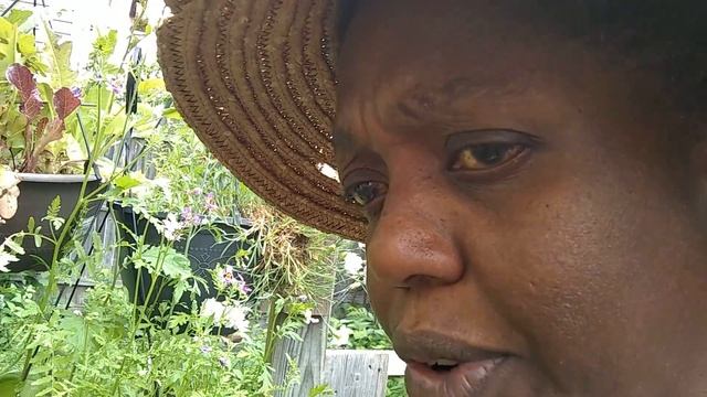 6/1/2018: black aphids parasitized by wasps | to kill or not to kill смотреть онлайн