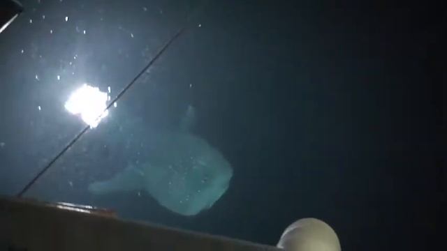 Suvadiva 12 gennaio 2012 - Questa volta 2 Squali Balena!!!!!.m4v смотреть онлайн