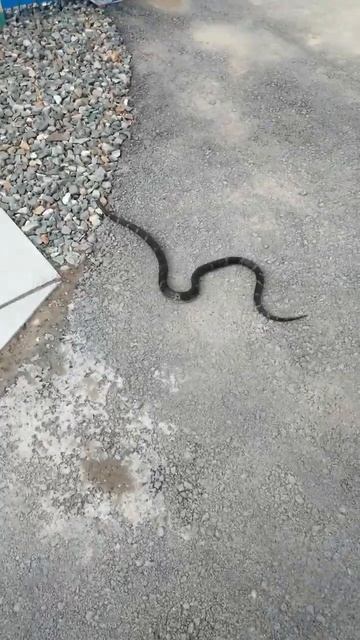 Амурский полоз красивая змея Приморья смотреть онлайн