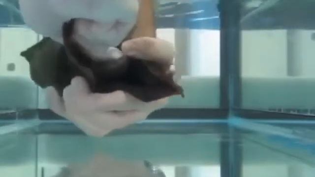 Зебровая акула смотреть онлайн