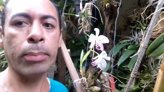 CATYLEIA LABIATA ORQUÍDEA SEMI-ALBA E CIA COMO SE CULTIVA DICAS смотреть онлайн