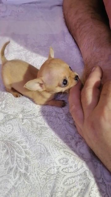 кусь хрусь #адлер #лайкивзаимно #люблюживотных #собака #сочи #счастье #щенки #лайк #лайктайм смотреть онлайн