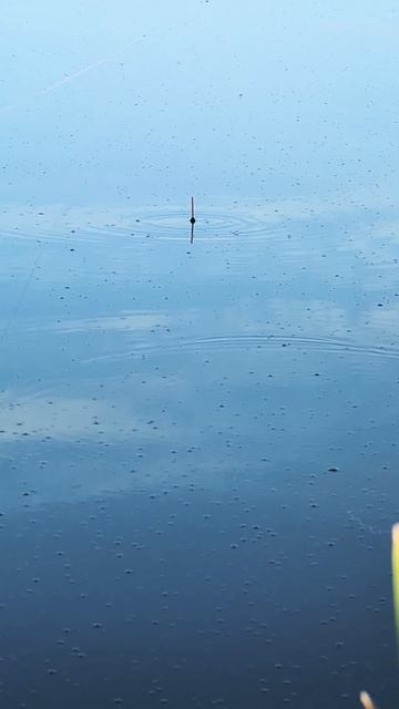 Поклёвка карпа на поплавок #carpfishing #fishing #carp #рыбалка #карп смотреть онлайн