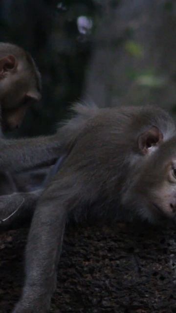 Monkey-The Angkor Monkey смотреть онлайн