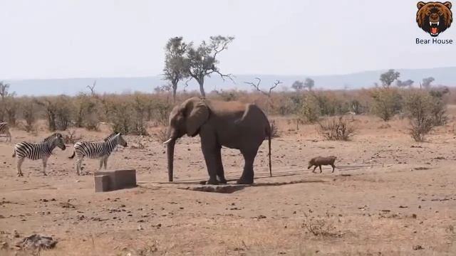 Warthog refuses to give up waterhole to Elephant Бородавочник отказывается уступить водопой слону смотреть онлайн