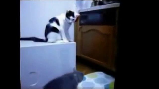Кошка играет с живой змеёй_Cat playing with a snake смотреть онлайн