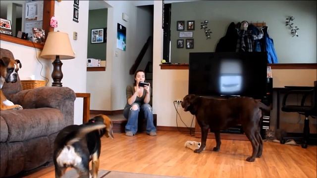 Petcube Play Dog Camera Review смотреть онлайн