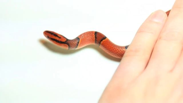 Oreocryptophis porphyracea pulchra смотреть онлайн