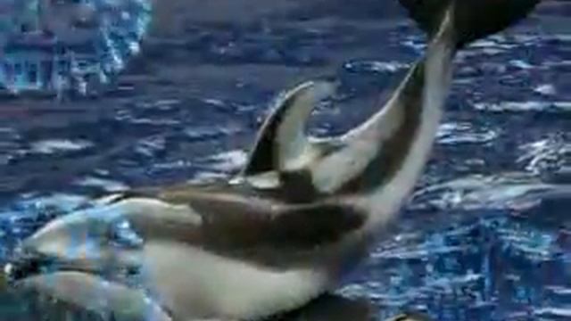Dolphins смотреть онлайн