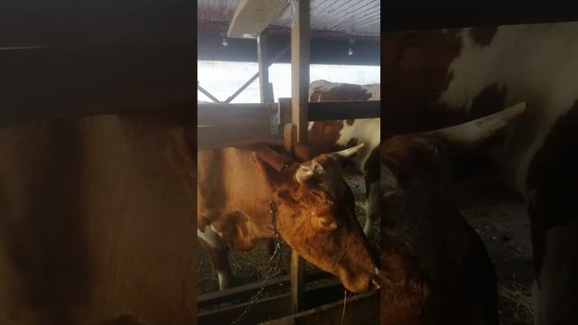 внезапное спасение голубя. спасли голо я от мороза смотреть онлайн