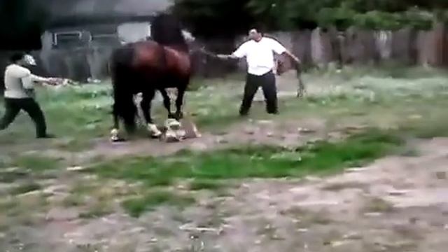 Цыганские лошади смотреть онлайн