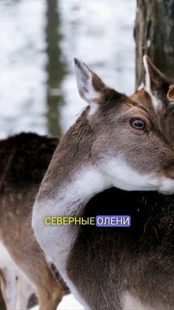 Факты о оленях.#shorts смотреть онлайн