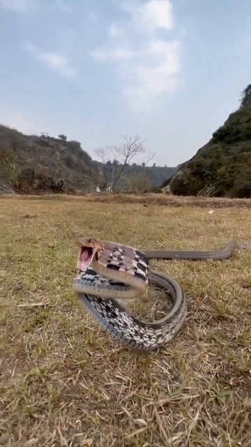 Copper headed trinket, non venomous смотреть онлайн