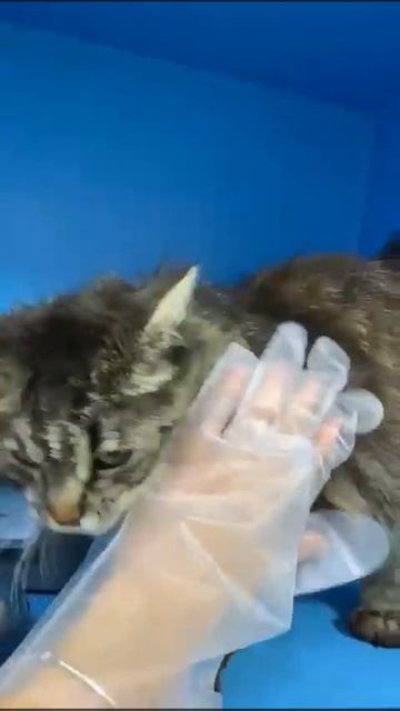 Суперласковая кошечка Янина.Ей около 1.5 лет. Выпуск после стерилизации смотреть онлайн