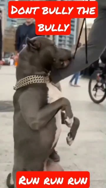 DONT BULLY THE BULLY!! #fyp #reels #viral #short #pitbull #KID #smacking #THEDOG #trending #viralvi смотреть онлайн