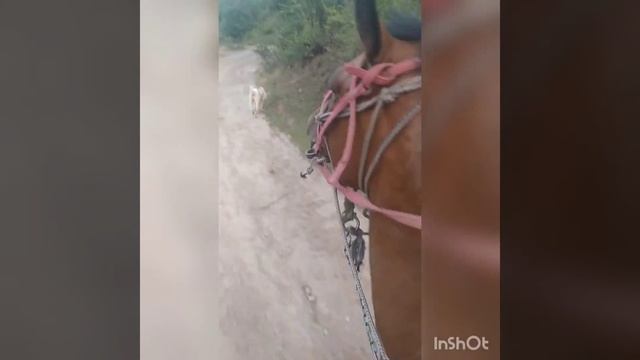 дарëи Хингоб д. Пашор смотреть онлайн