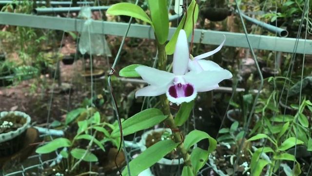 Mời AE ngắm Phi Điệp Easo mắt Trâu vừa nở смотреть онлайн