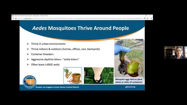 NeiSci 2.0: Mosquito Awareness Program @ Lake View Terrace Branch ( English) смотреть онлайн