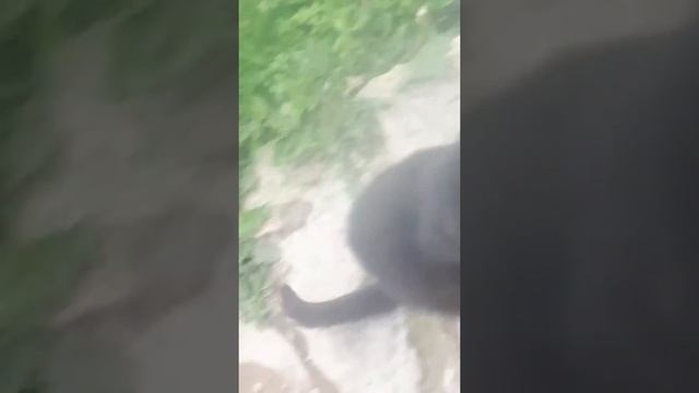 Птенчик в картошке смотреть онлайн
