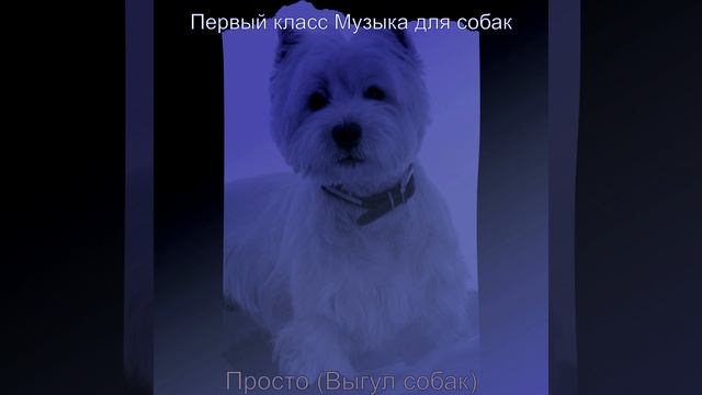 Звуки (Тихие щенки) смотреть онлайн