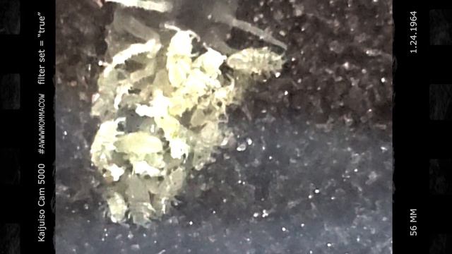 60 Seconds of... Awww... Momma Cow: GoPro MACRO MONDAY Edition! смотреть онлайн