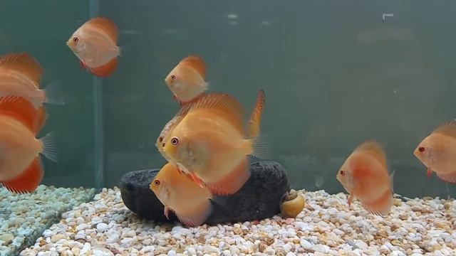 Twinstar light RGB 900E & Discus смотреть онлайн