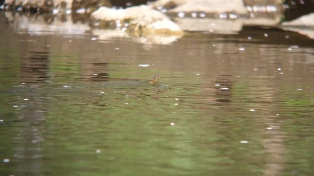 アッ！アオダイショウが子供の手に（清瀬市金山調節池）[4K] смотреть онлайн