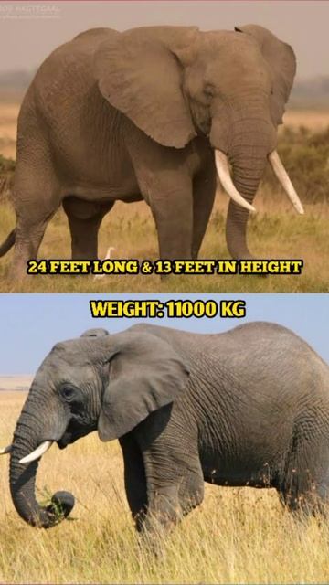 The Big Animal AFRICAN BUSH ELEPHANT... #shorts #animals смотреть онлайн