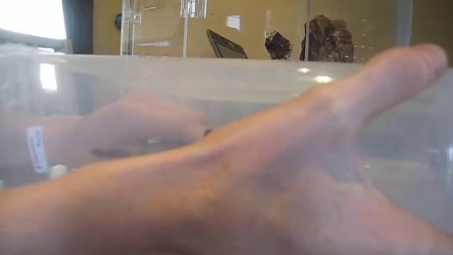 P. formosa 6" Female rehousing смотреть онлайн