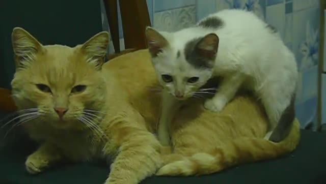 Добрый котик приютил котёночка у котов спячка уютный сон домашних котят смотреть онлайн