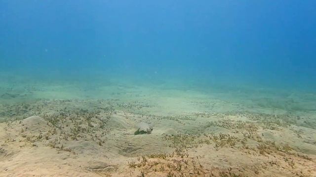 Halavi Guitarfish смотреть онлайн