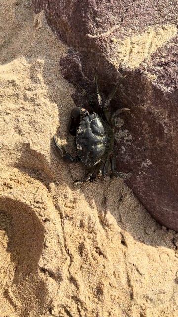 Настоящий друг на море, морские молюски смотреть онлайн