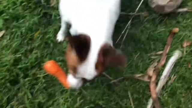 Masha’s daily living fun 🌺 with her Mum 🐾 Будни Маши и её Мамы 🌺 смотреть онлайн