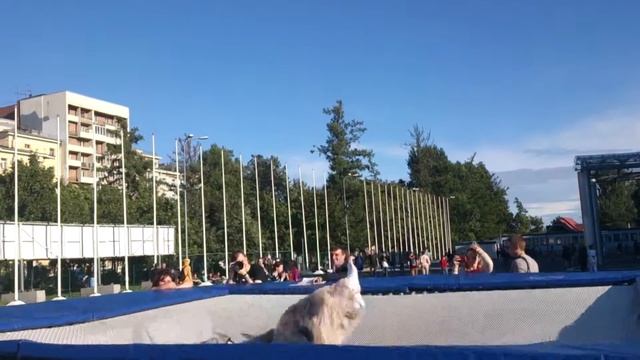 СтарКон 2015. Бобёр. Батут 2 смотреть онлайн