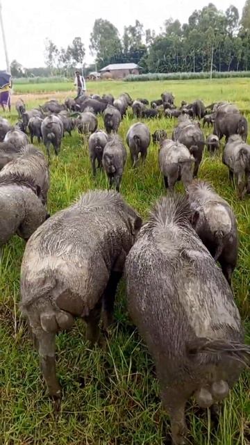 pig battle #shorts смотреть онлайн