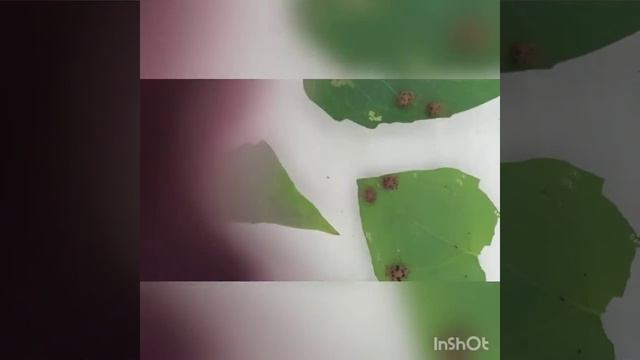 Praktikum Ekologi Hewan Pada Kumbang Epilachna sp смотреть онлайн