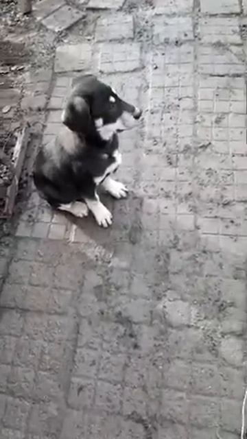 #я дома!!! Рекс смотреть онлайн