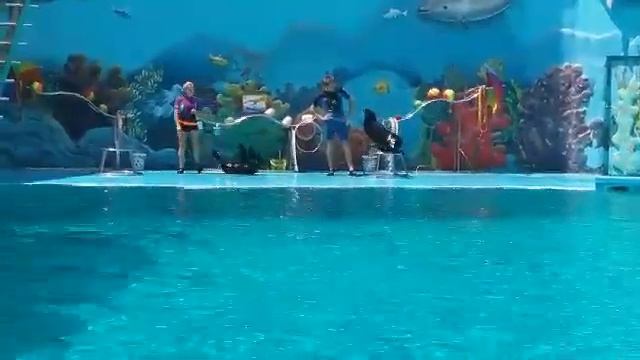 Наш отпуск Крым Алушта Дельфинарий часть 3 смотреть онлайн